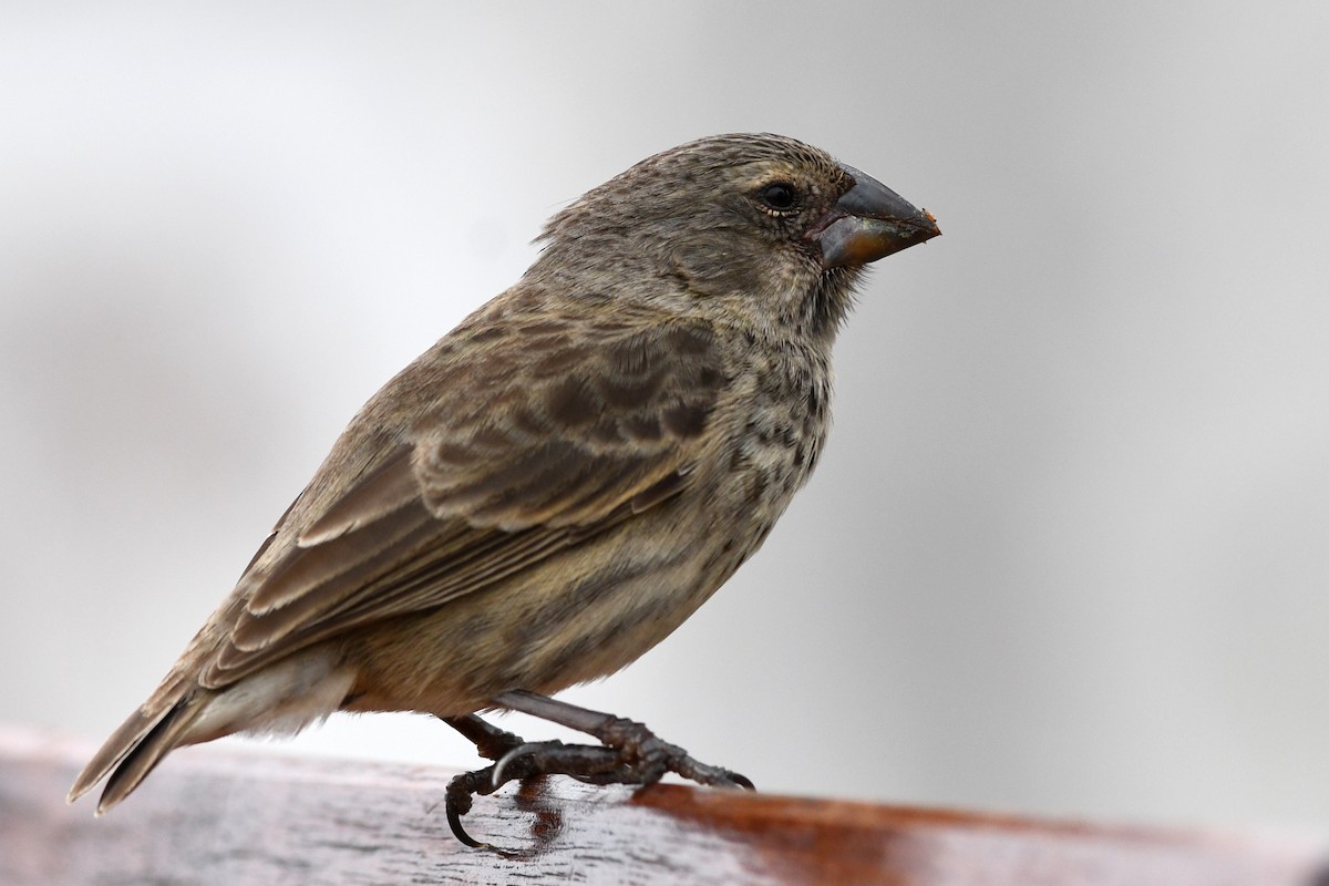 Medium Ground-Finch - David M. Bell