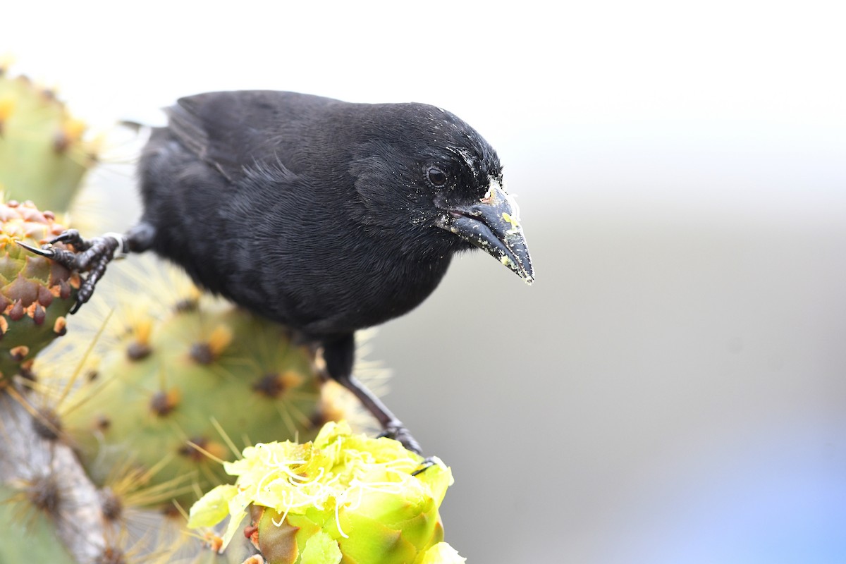 Common Cactus-Finch - ML207802831