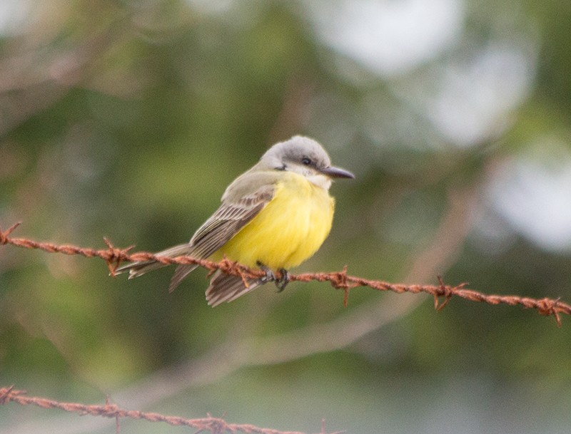 Tropical Kingbird - ML20780321