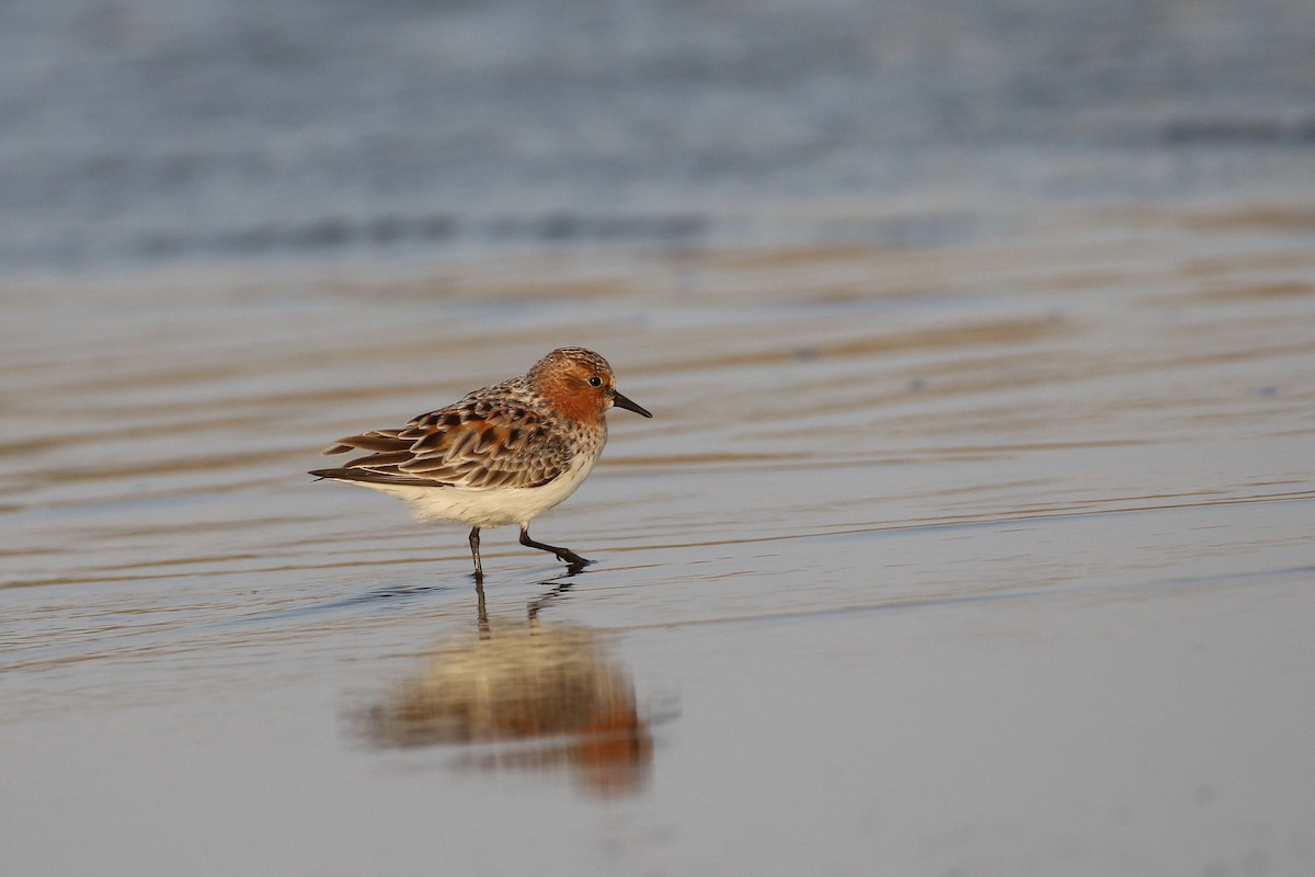 Red-necked Stint - Atsushi Shimazaki