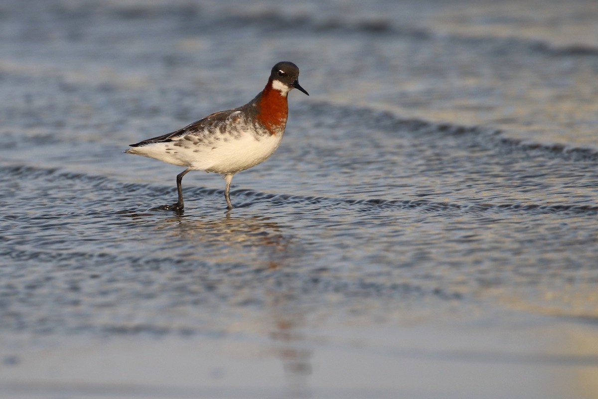 Red-necked Phalarope - ML207803801