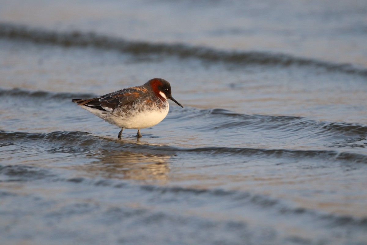 Red-necked Phalarope - Atsushi Shimazaki