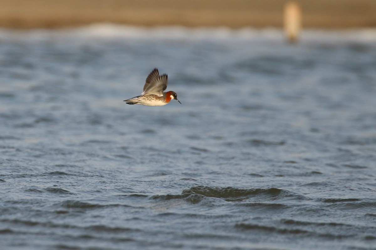 Red-necked Phalarope - ML207803951