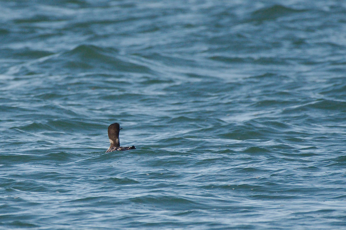 Common Loon - Rick Beaudon