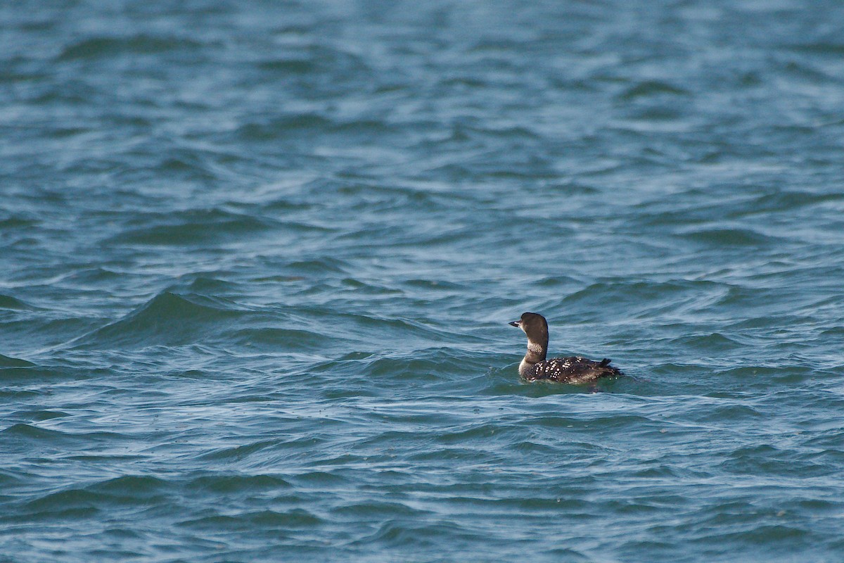 Common Loon - Rick Beaudon