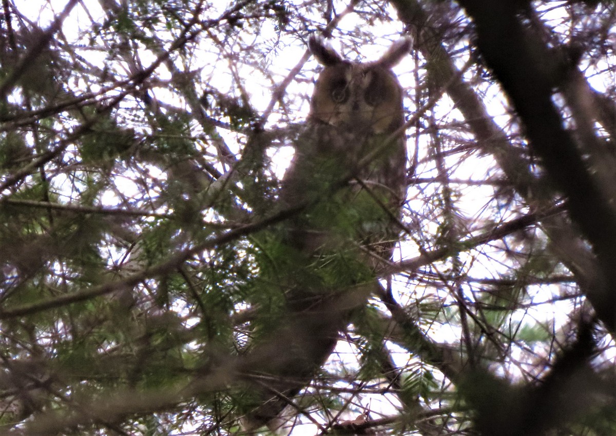 Long-eared Owl - ML207806071