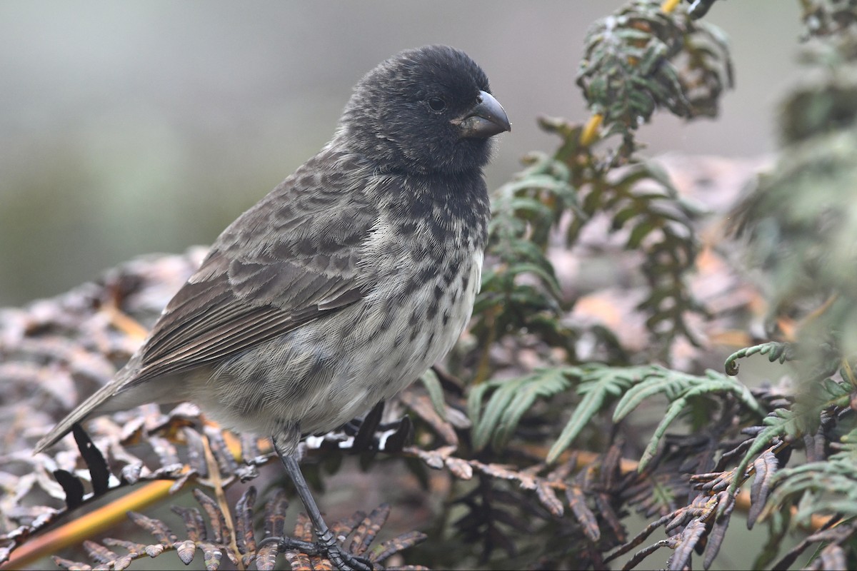 Vegetarian Finch - David M. Bell