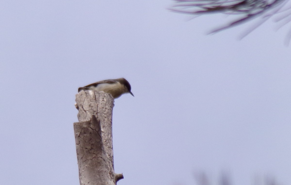 Pygmy Nuthatch - ML207806741