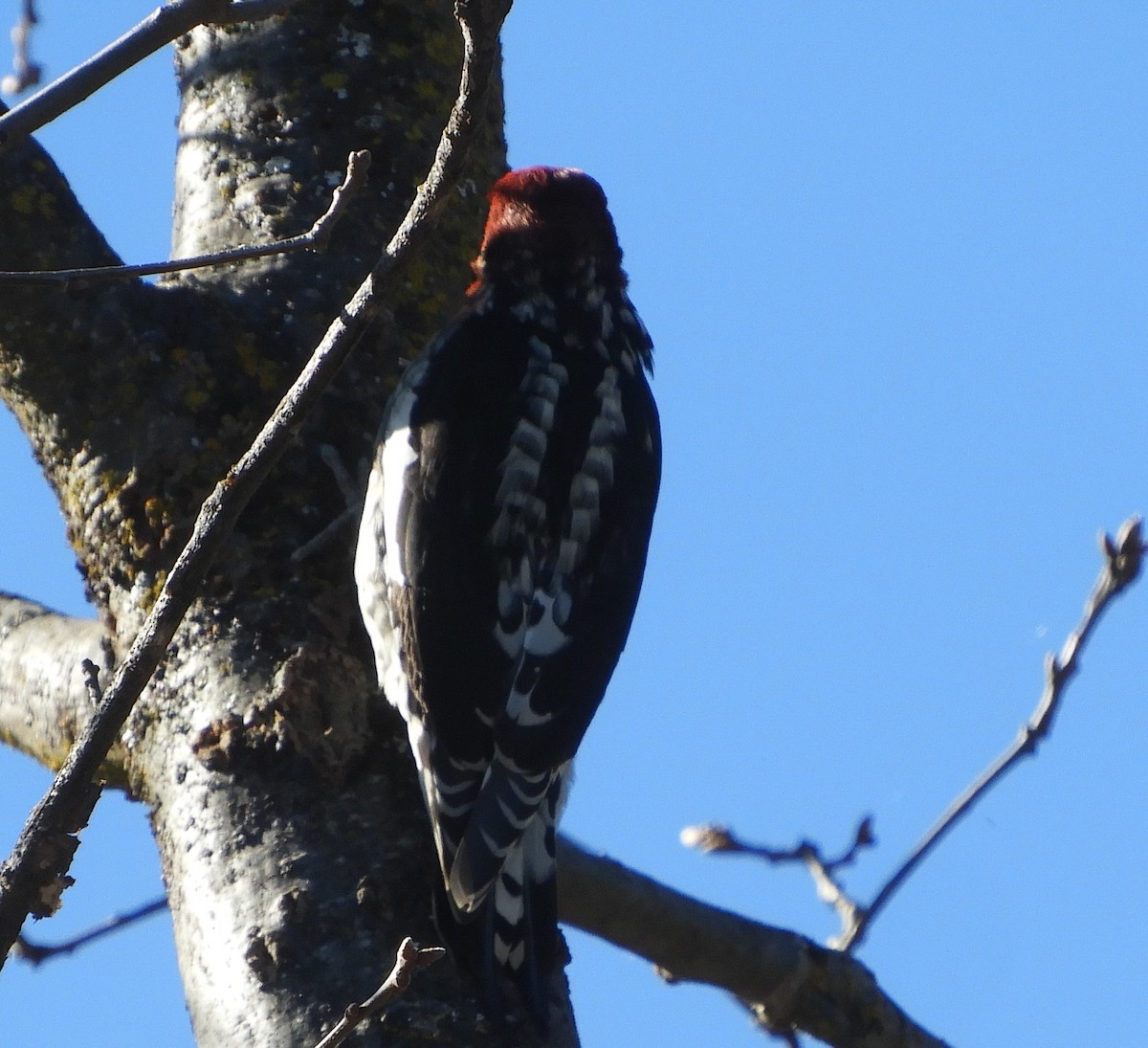 Red-breasted Sapsucker - ML207806801