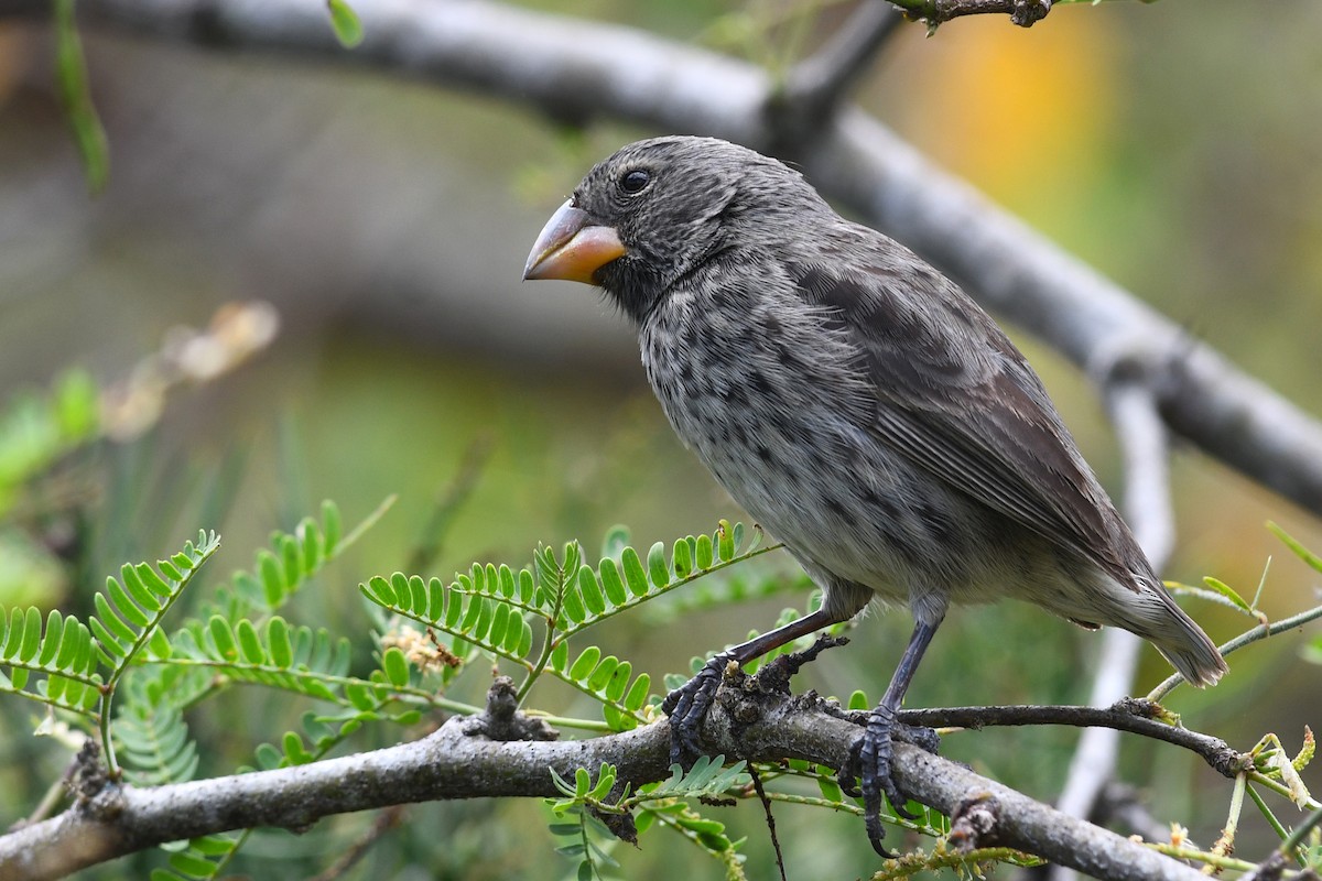 Large Ground-Finch - ML207807991