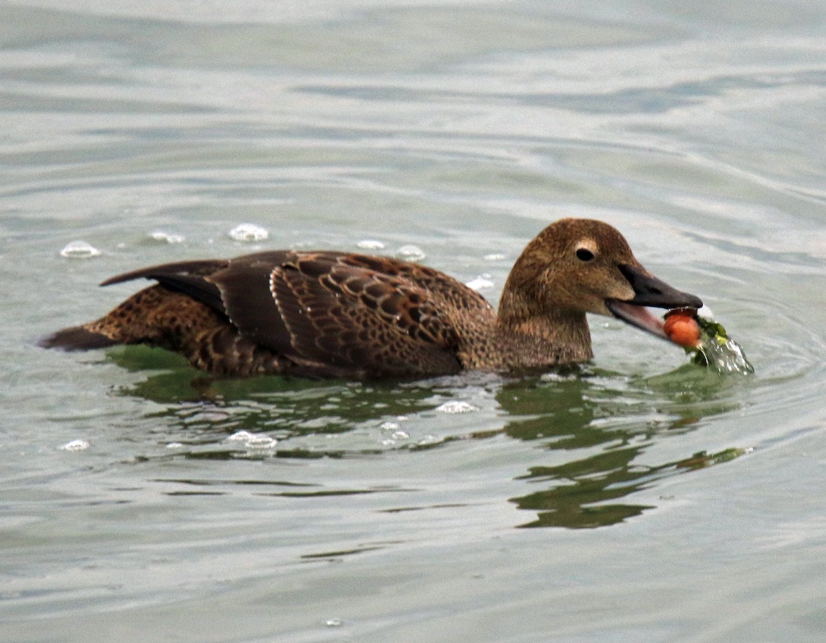 King Eider - Blair Bernson