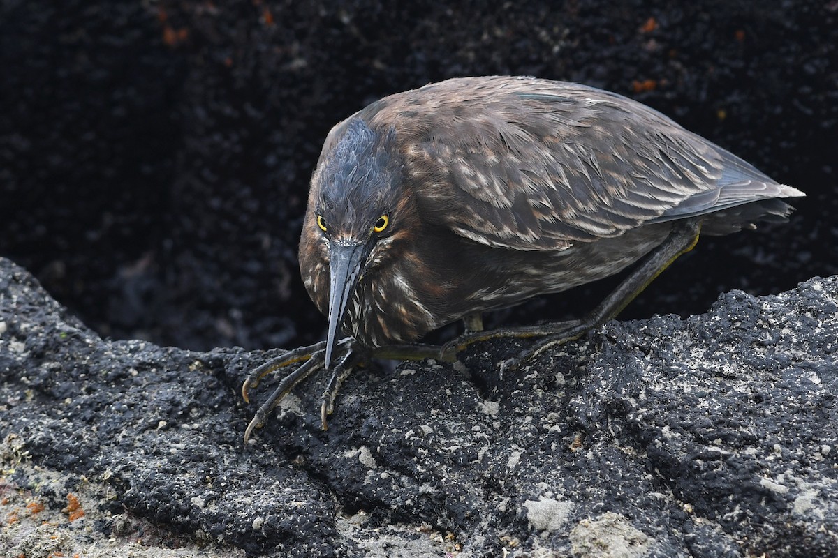 Lava Heron - David M. Bell
