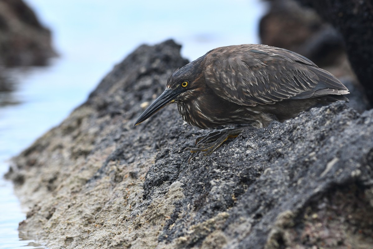 Striated Heron (Galapagos) - ML207808501