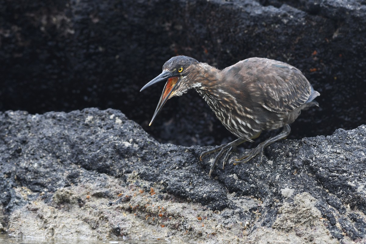 Striated Heron (Galapagos) - ML207808511