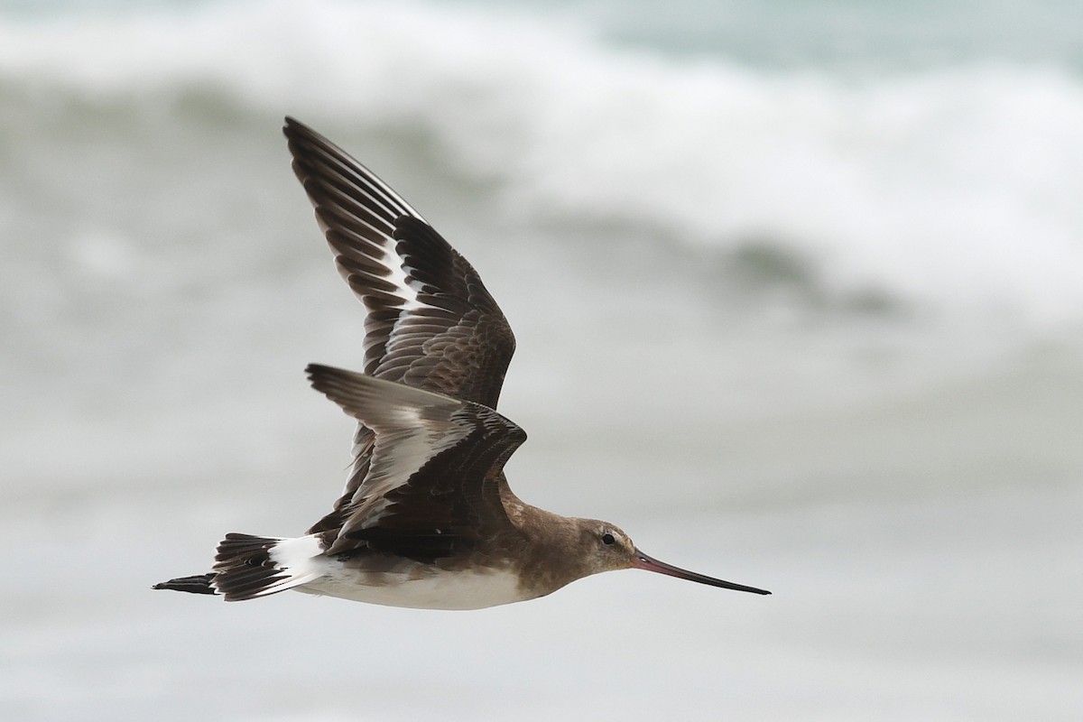 Hudsonian Godwit - David M. Bell