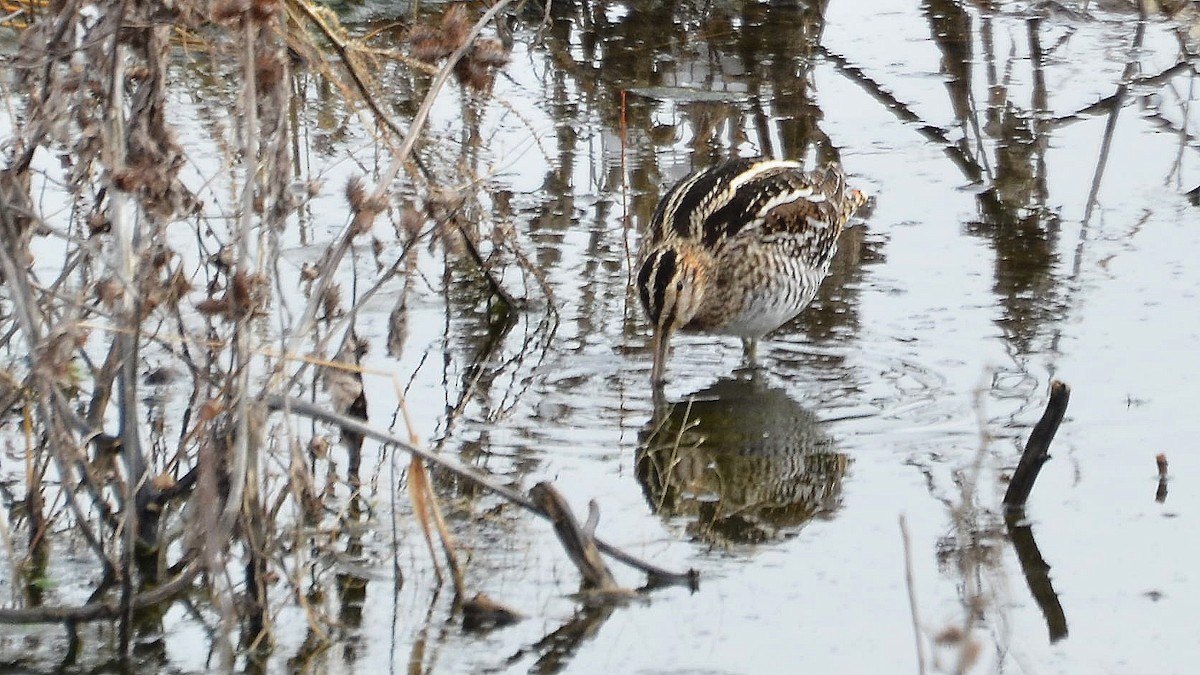 Wilson's Snipe - ML207808931