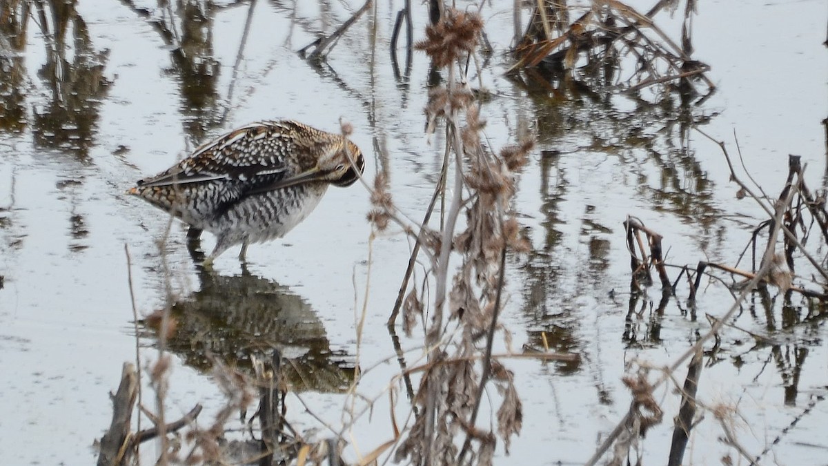 Wilson's Snipe - ML207808941