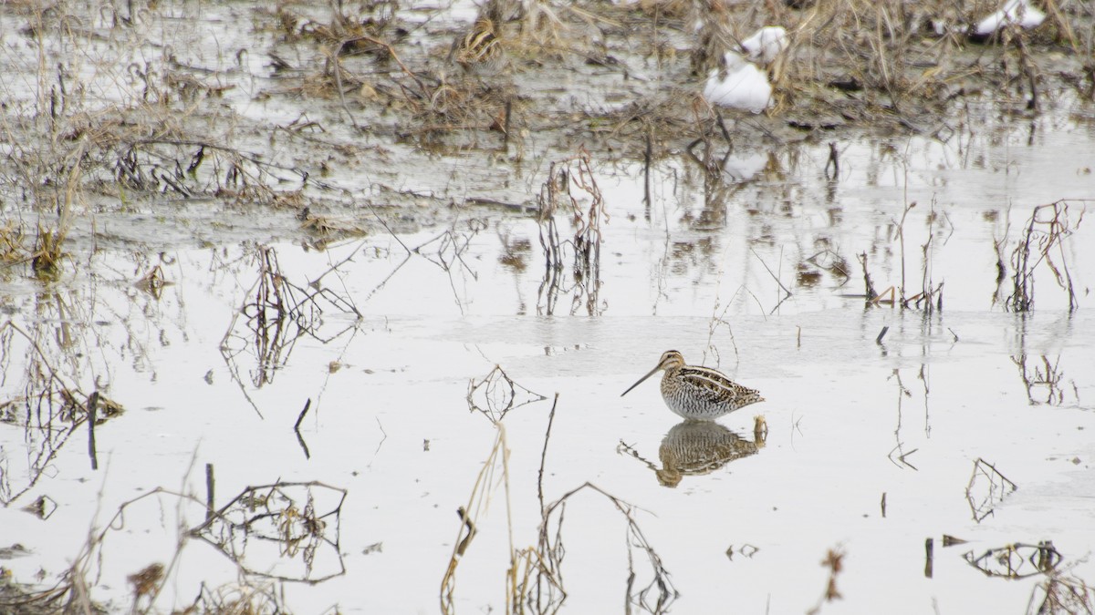 Wilson's Snipe - Gary Leeper