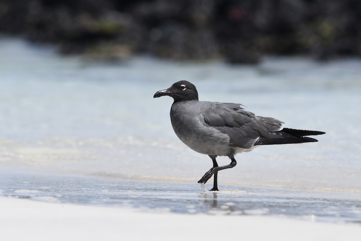 Gaviota Fuliginosa - ML207809271