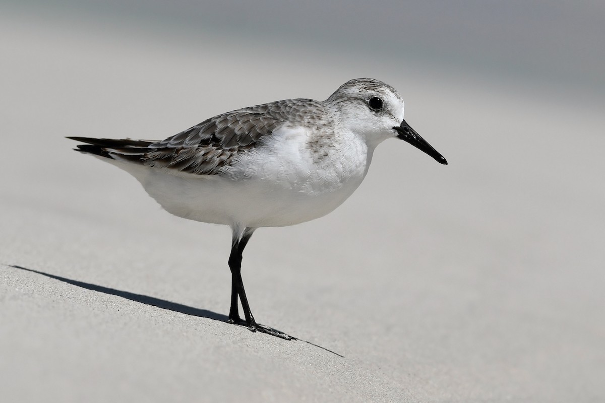 Bécasseau sanderling - ML207809341