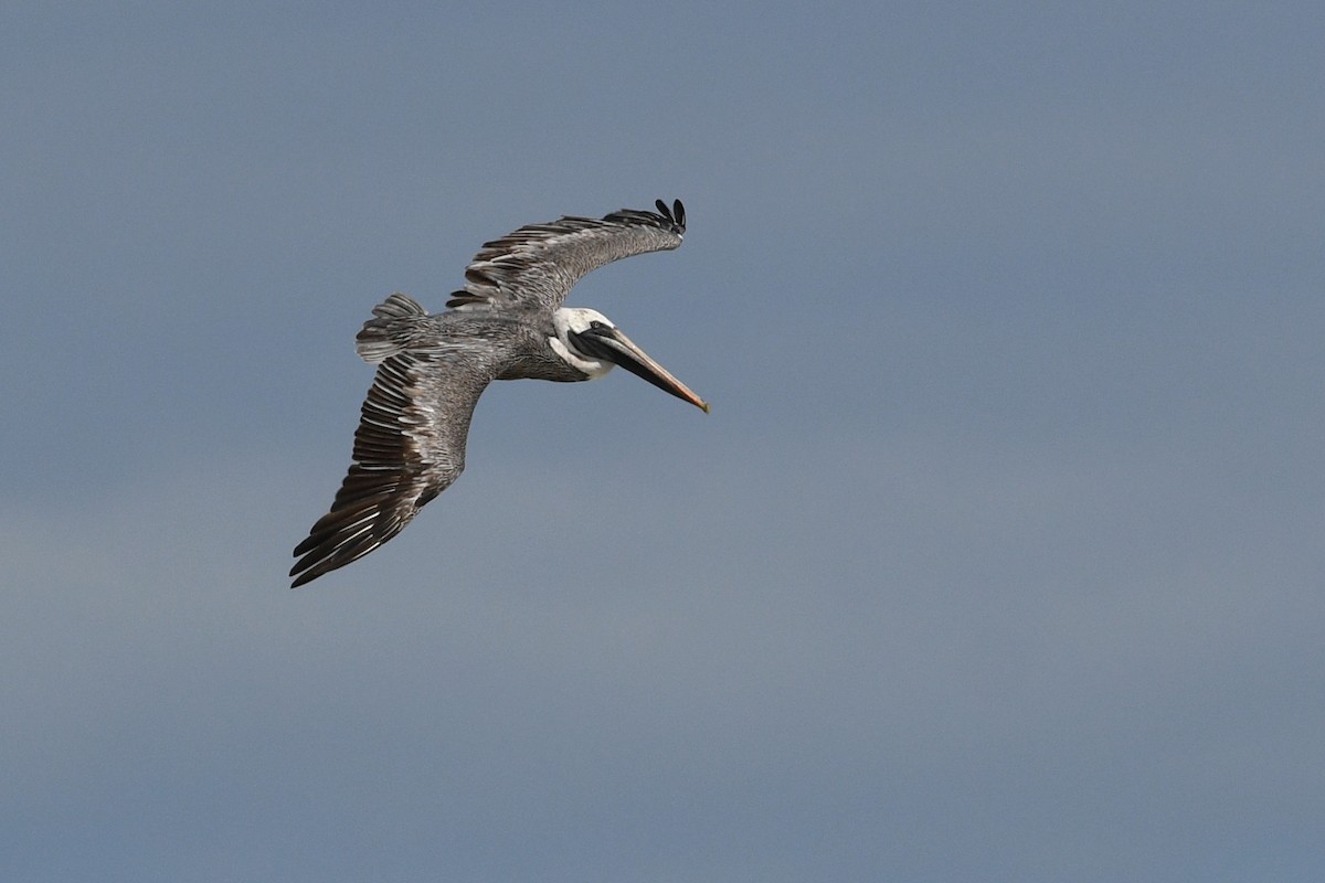 pelikán hnědý (ssp. urinator) - ML207809441