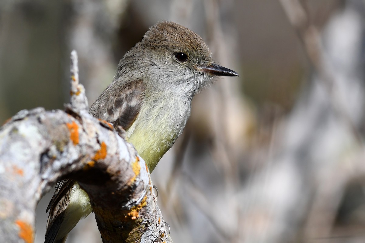 Galapagos Flycatcher - ML207809601