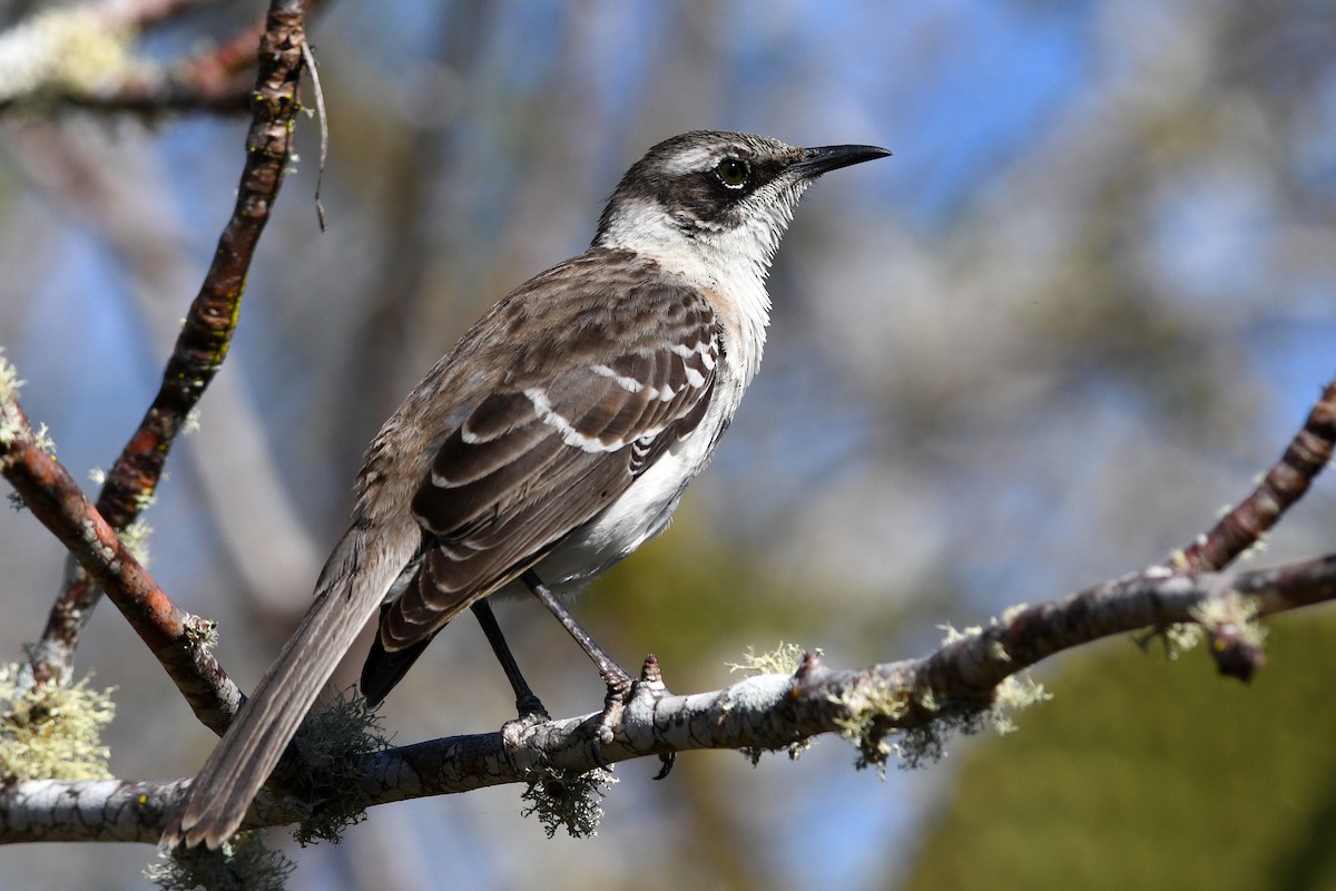 Galapagos Mockingbird - ML207809651