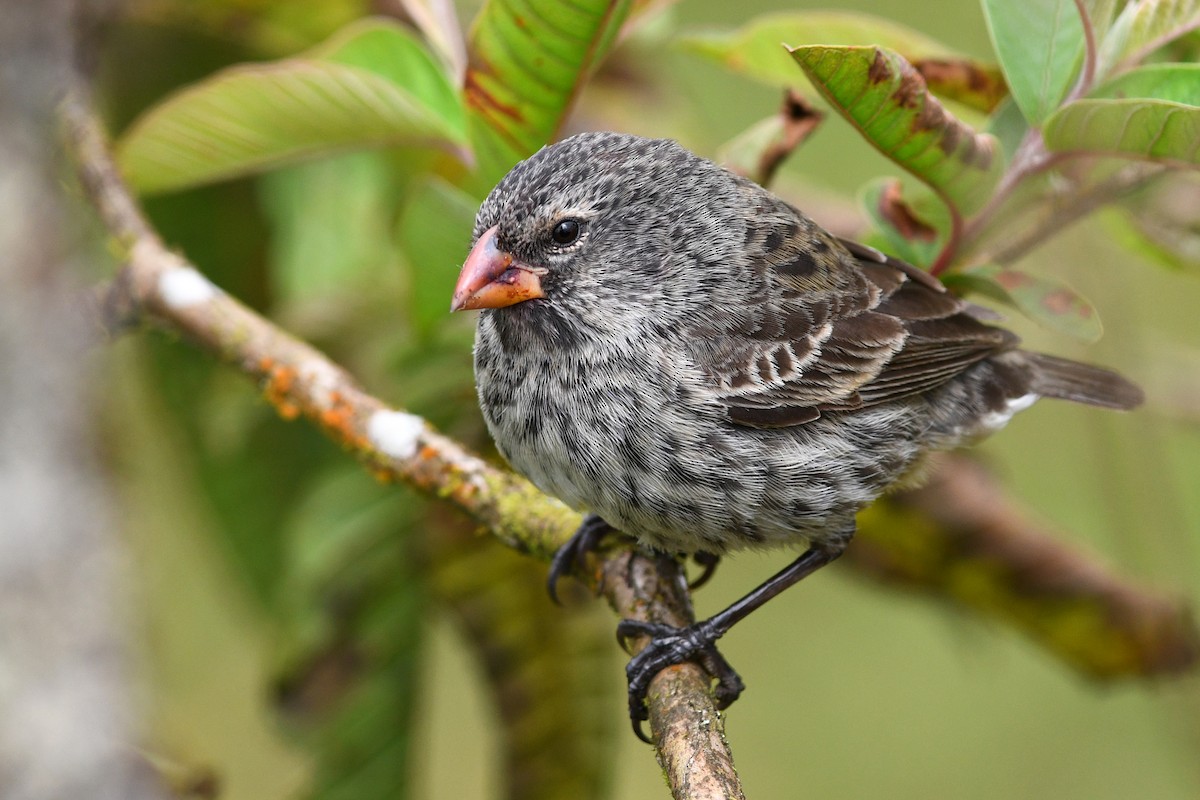 Medium Ground-Finch - David M. Bell