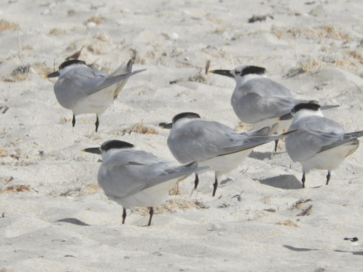 Sandwich Tern - ML207810151