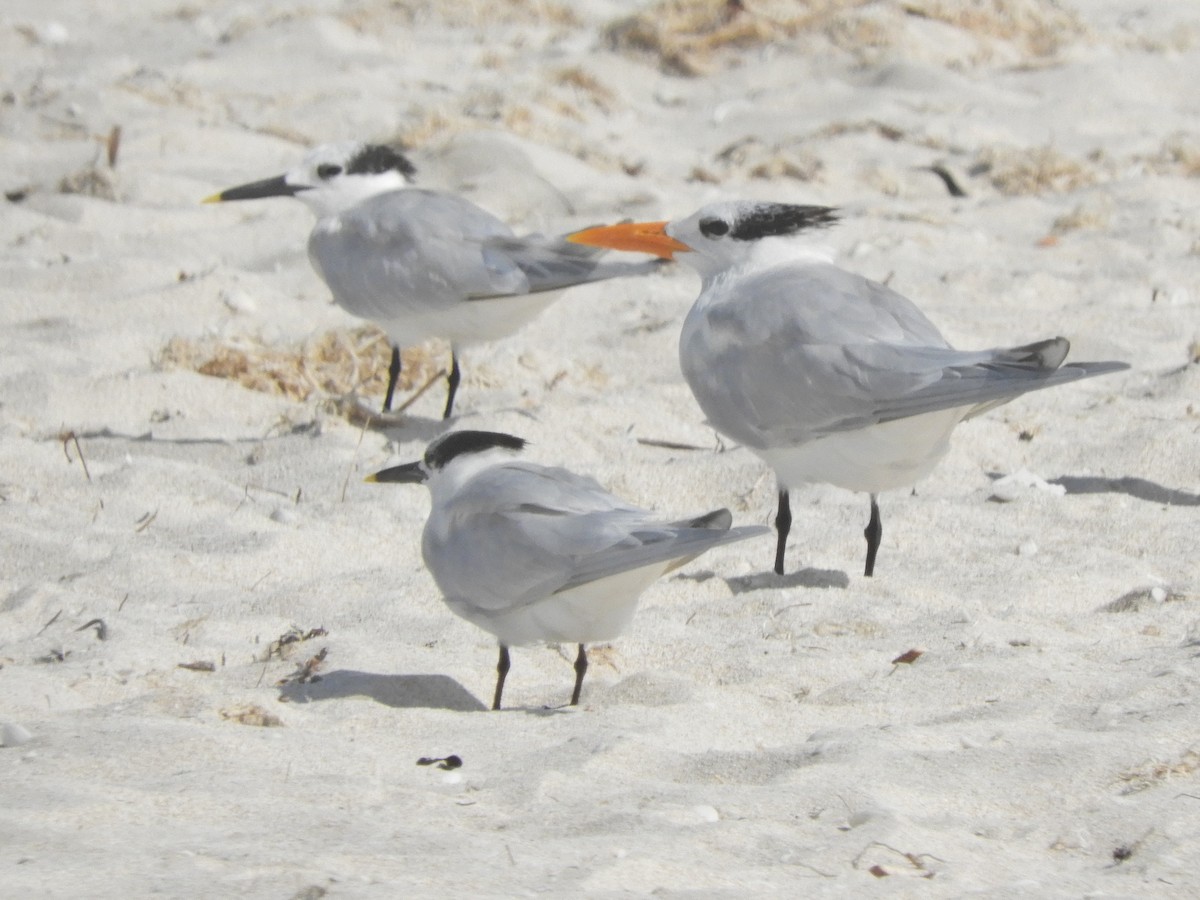 Royal Tern - ML207810181