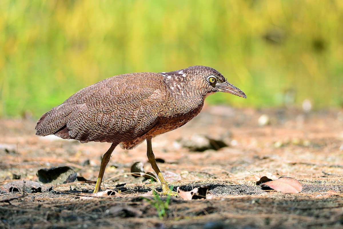 Malayan Night Heron - ML20781271