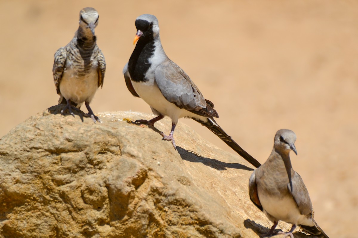 Namaqua Dove - Alison Bentley