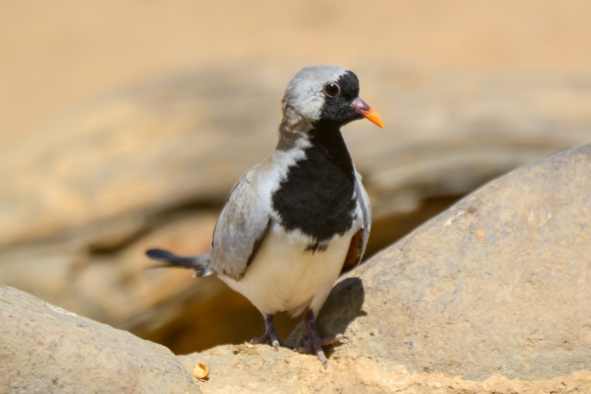 Namaqua Dove - Alison Bentley