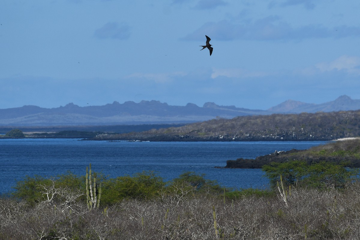 Magnificent Frigatebird - ML207813231