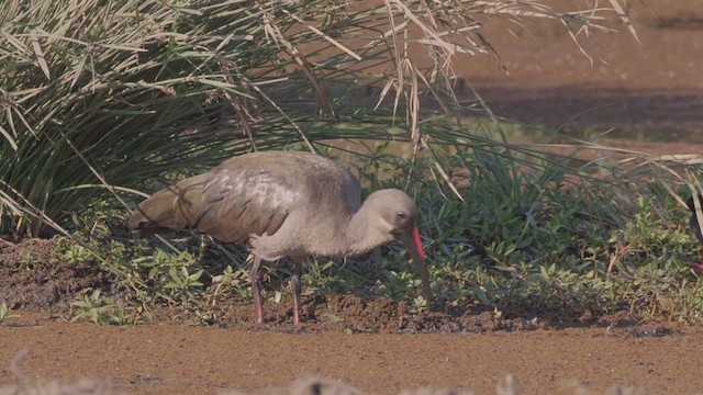 ibis hagedaš - ML207813571