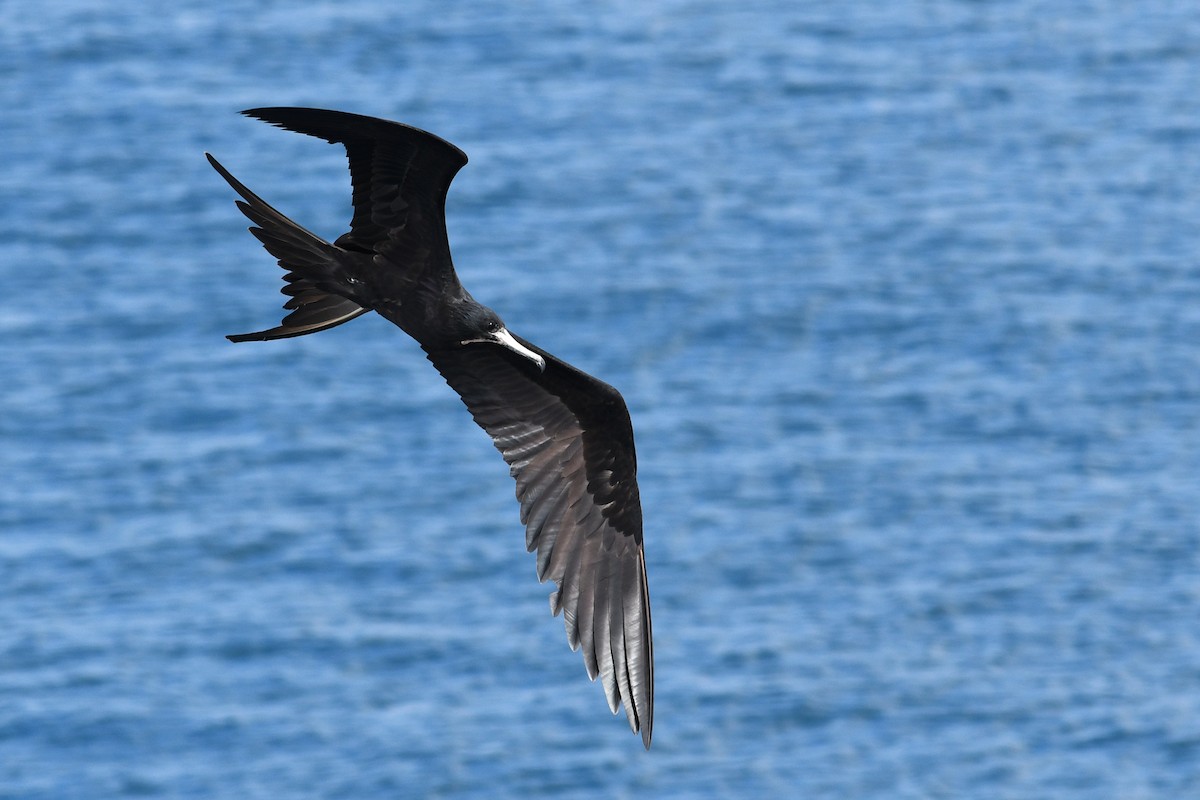 Magnificent Frigatebird - ML207816371