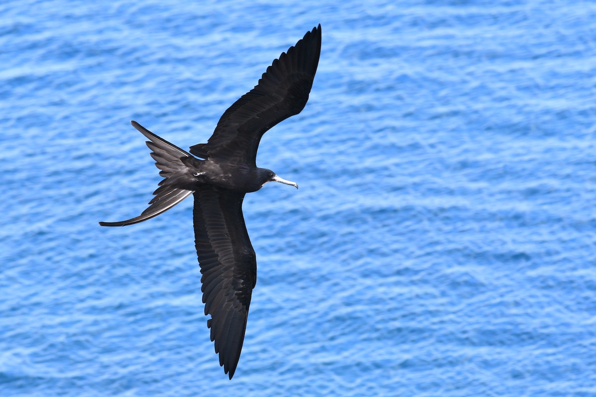 Magnificent Frigatebird - ML207816421