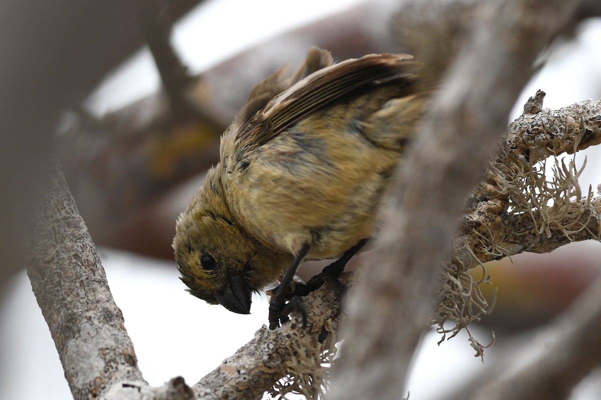 Small Tree-Finch - David M. Bell