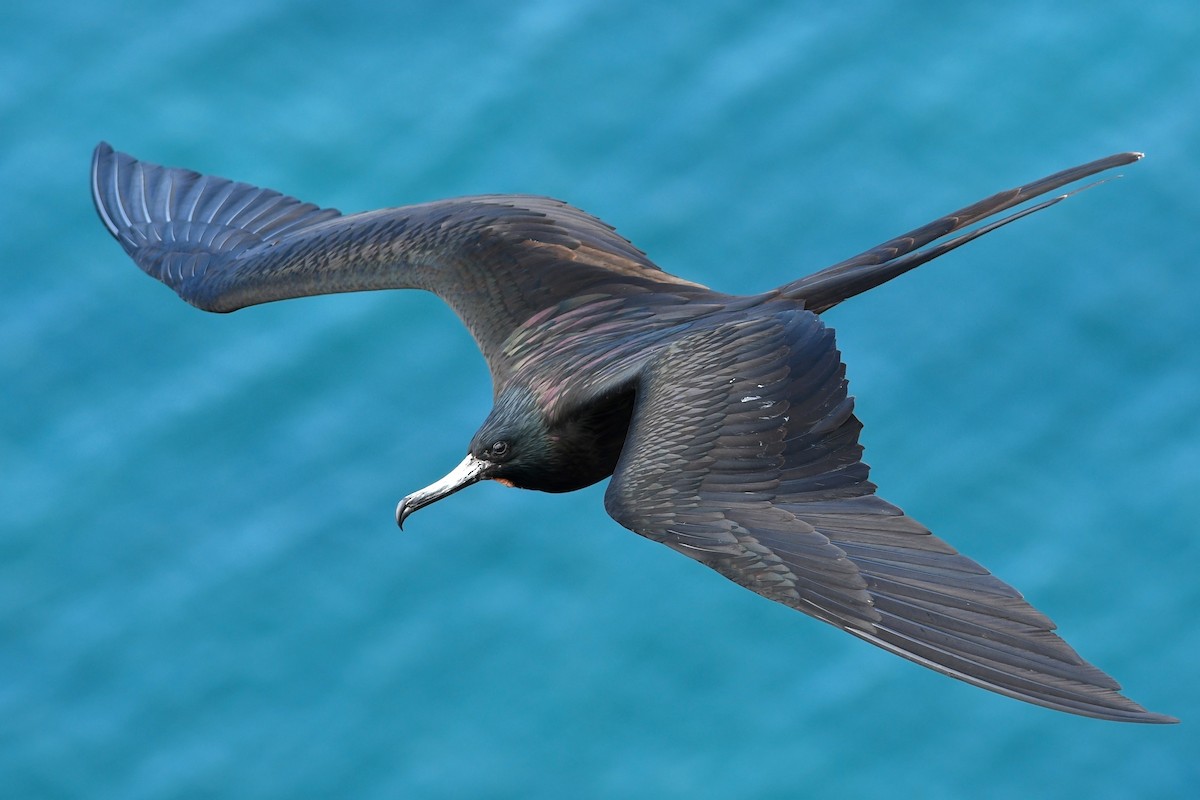 Magnificent Frigatebird - David M. Bell