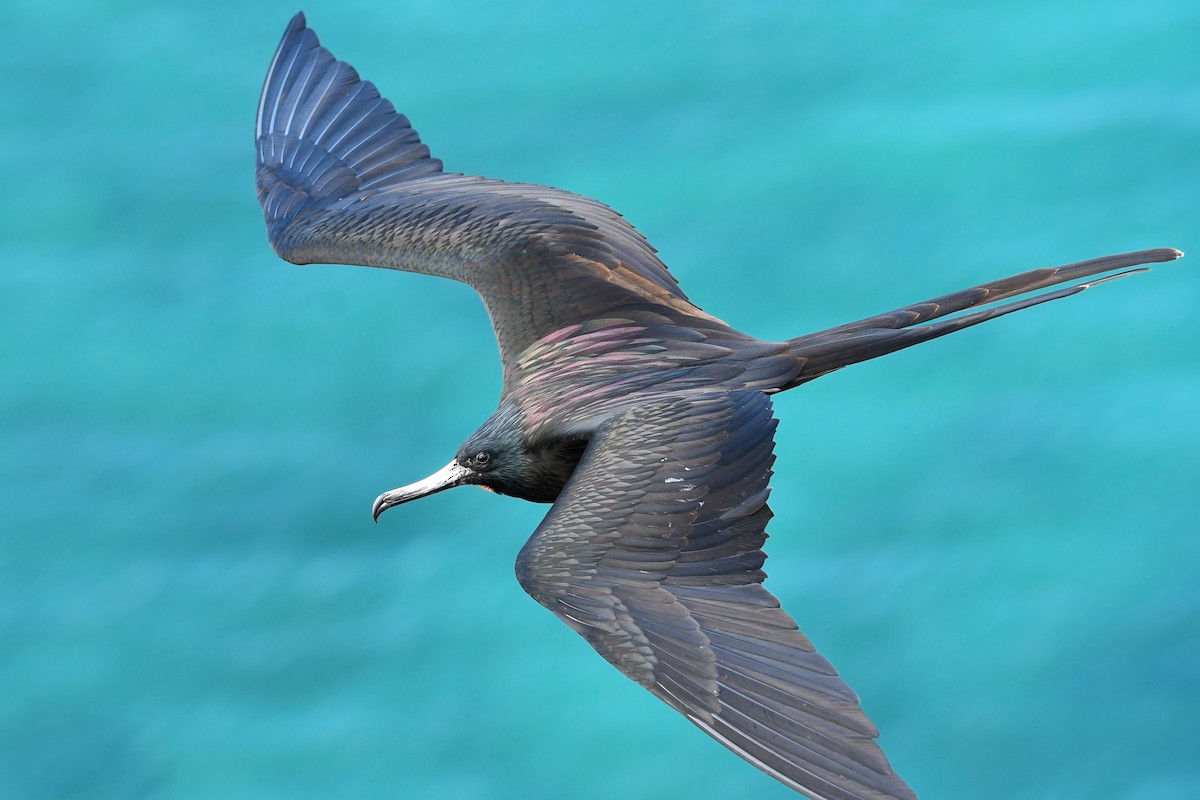 Magnificent Frigatebird - David M. Bell