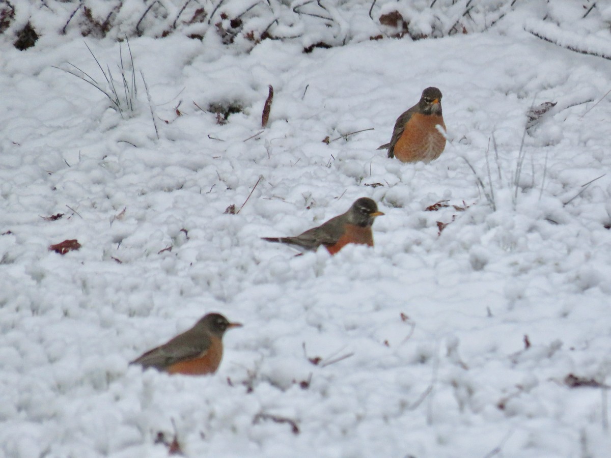 American Robin - michele ramsey