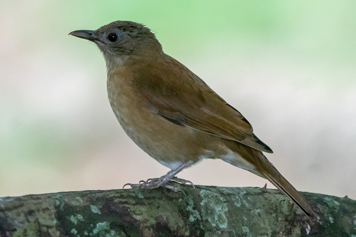 Cocoa Thrush - Steven Hunter