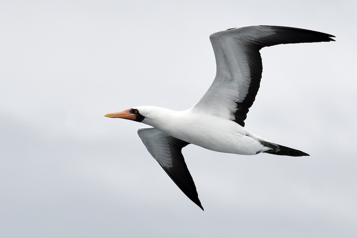 Nazca Booby - David M. Bell