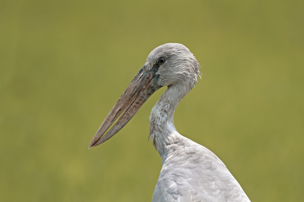 Asian Openbill - Marco Valentini