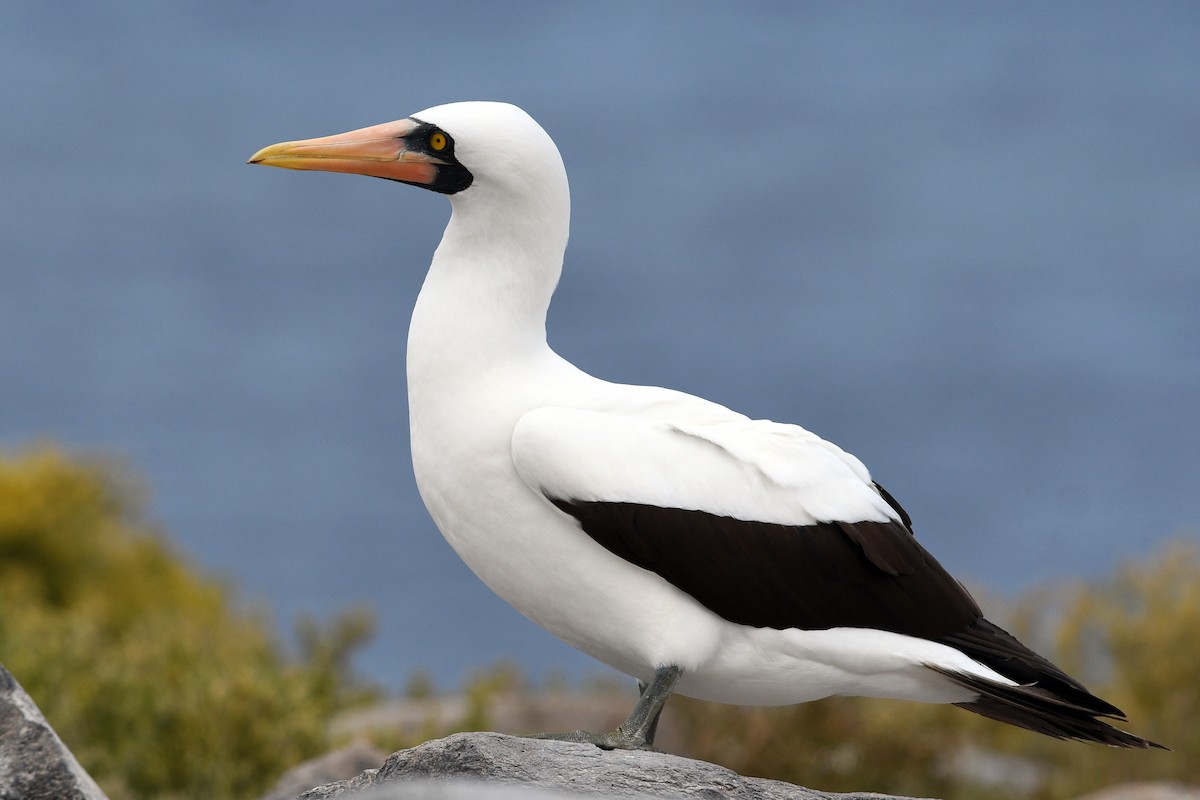 Nazca Booby - ML207817961