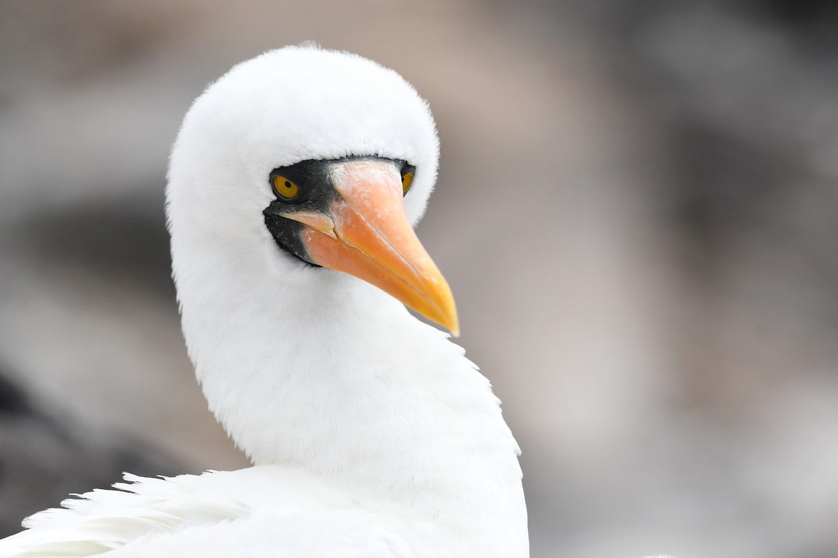 Nazca Booby - ML207818051