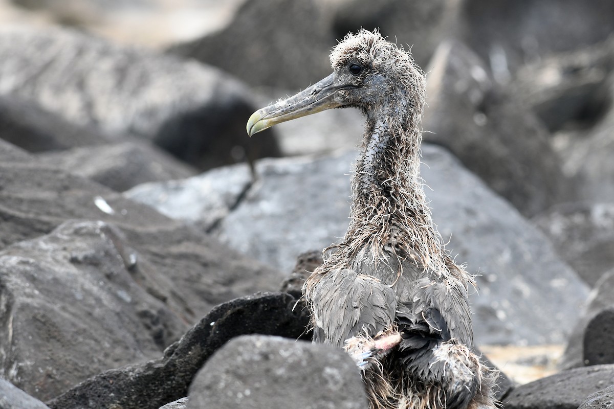 Waved Albatross - ML207818061
