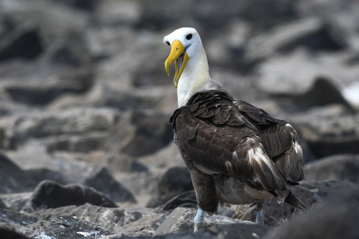 Waved Albatross - ML207818081