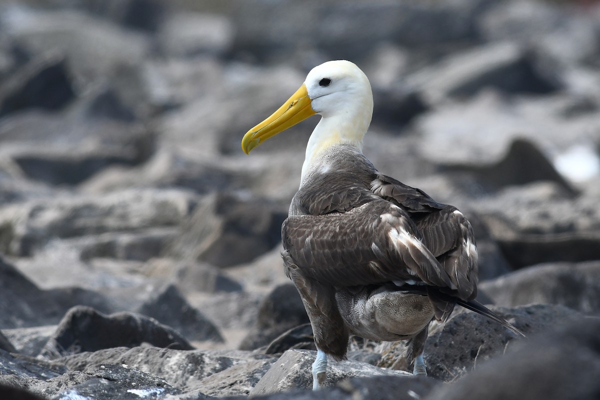 Waved Albatross - ML207818161