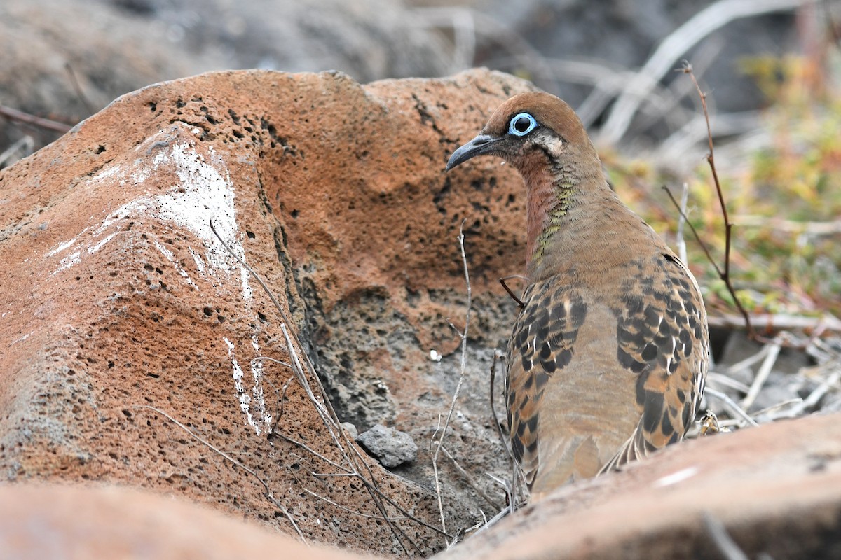 Galapagos Dove - ML207818401